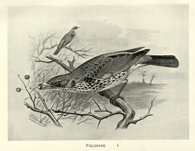Fieldfare, Turdus pilaris，画眉科Turdidae的成员，鸟类野生艺术